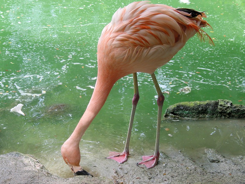 Ardastra Gardens. Flamingoes. Nassau. .