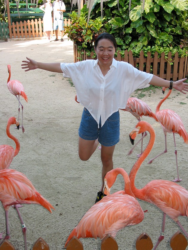 Ardastra Gardens. Flamingoes Show. Nassau. .