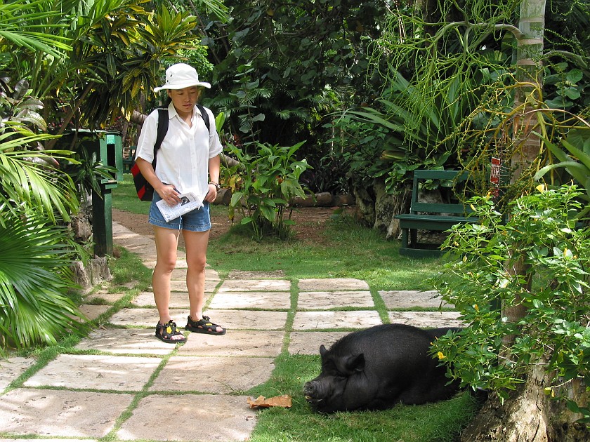 Ardastra Gardens. Sleeping Pig. Nassau. .