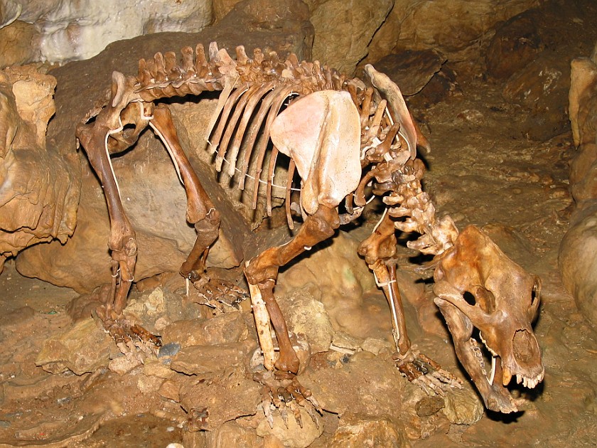 Bear Cave. Bear Skeleton. Erpfingen. .