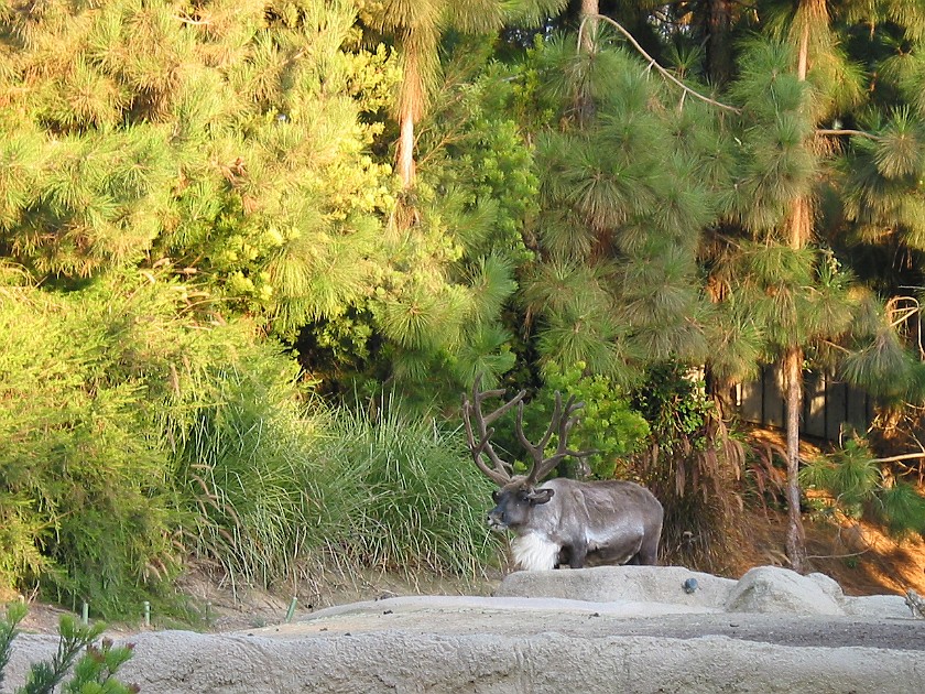 San Diego Zoo. Deer. San Diego. .
