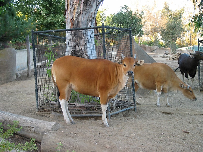 San Diego Zoo. Cattle. San Diego. .