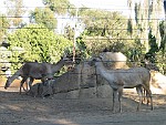 San Diego Zoo, San Diego, California