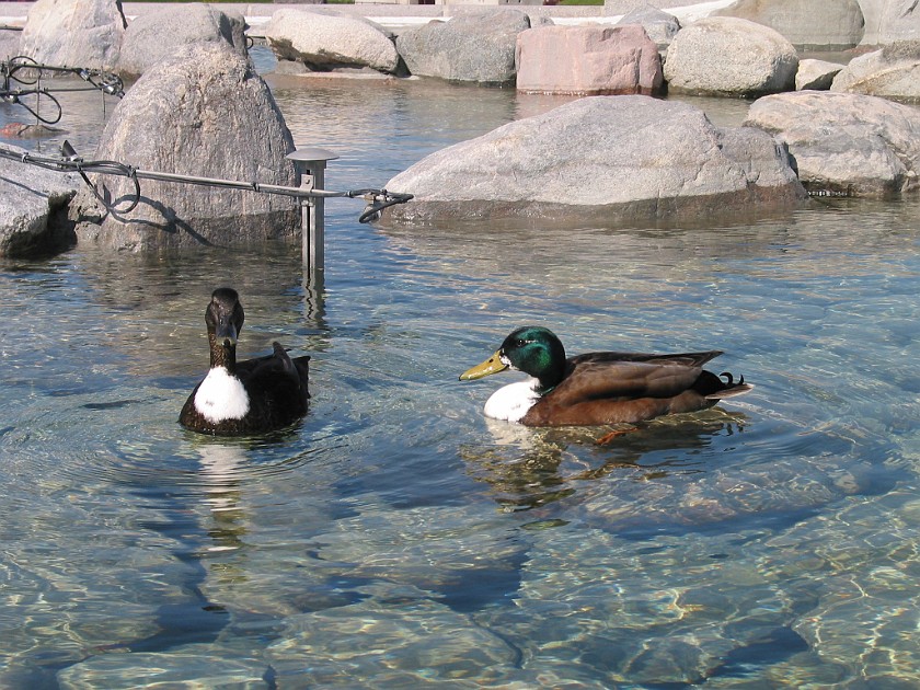 Copenhagen. Ducks in the Gefion Fountain. Copenhagen. .