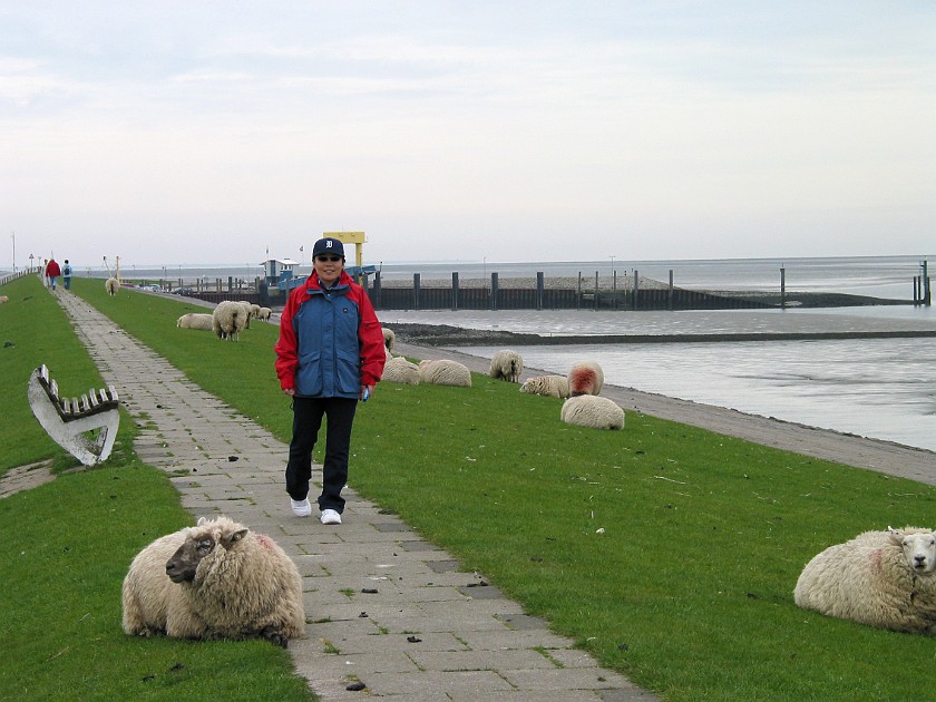 Strucklahnungshörn on the Nordstrand Peninsula. Sheeps on the Dike. Strucklahnungshörn. .