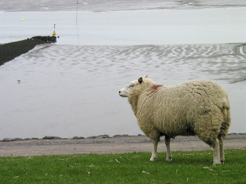 Strucklahnungshörn on the Nordstrand Peninsula. Sheeps on the Dike. Strucklahnungshörn. .