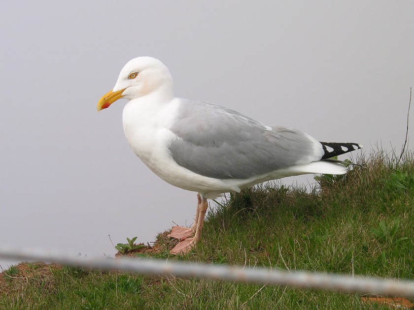 Helgoland. Sea Gull. Helgoland. .