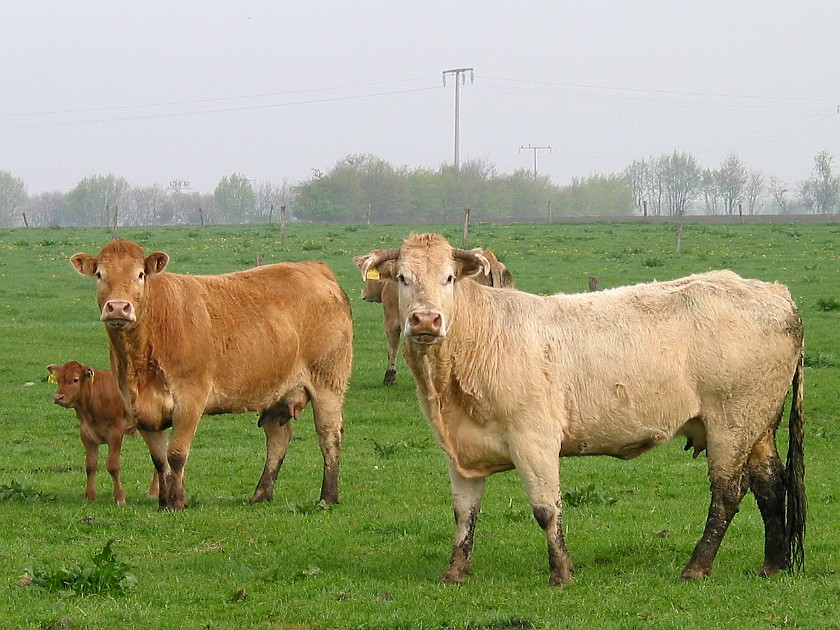 Father's Farm at Bremsburg. Blonde d'Aquitaine Cows and Calfs. Bremsburg. .