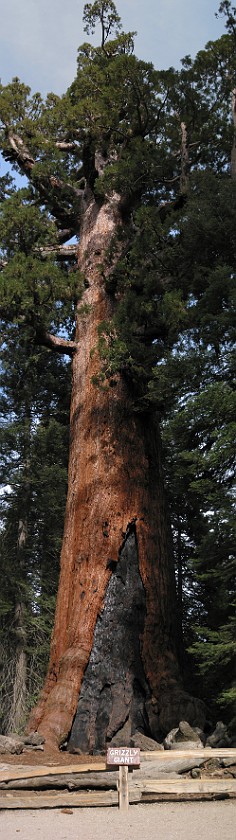 Yosemite National Park. Giant Sequoia Tree 