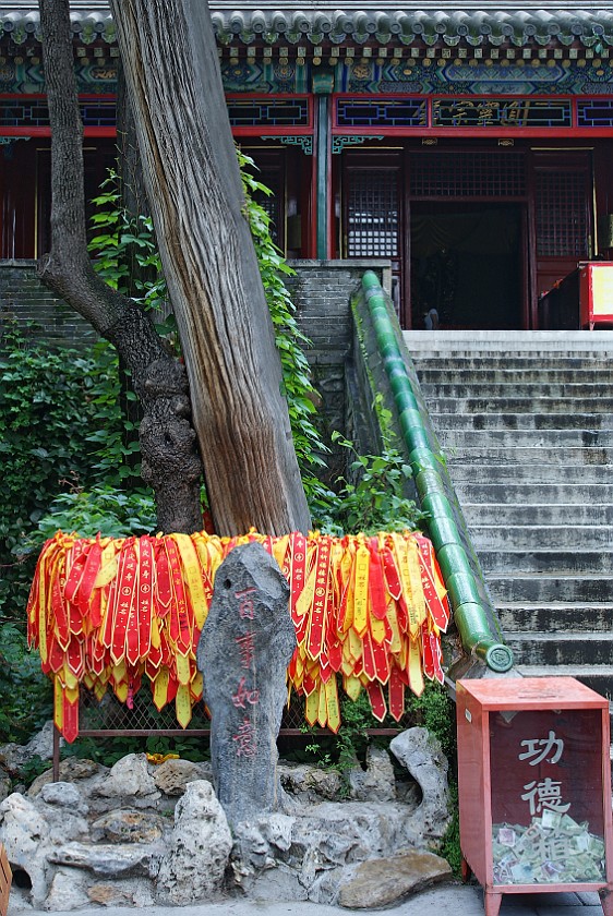 Tánzhè Sì. Persimmon and pine trees. Beijing. .