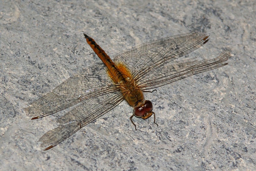 Beihang University. Dragonfly. Beijing. .