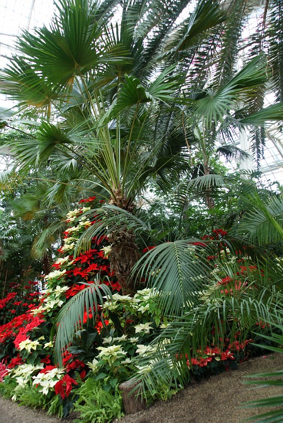 Schönbrunn Palace. Inside the Palm House. Vienna. .