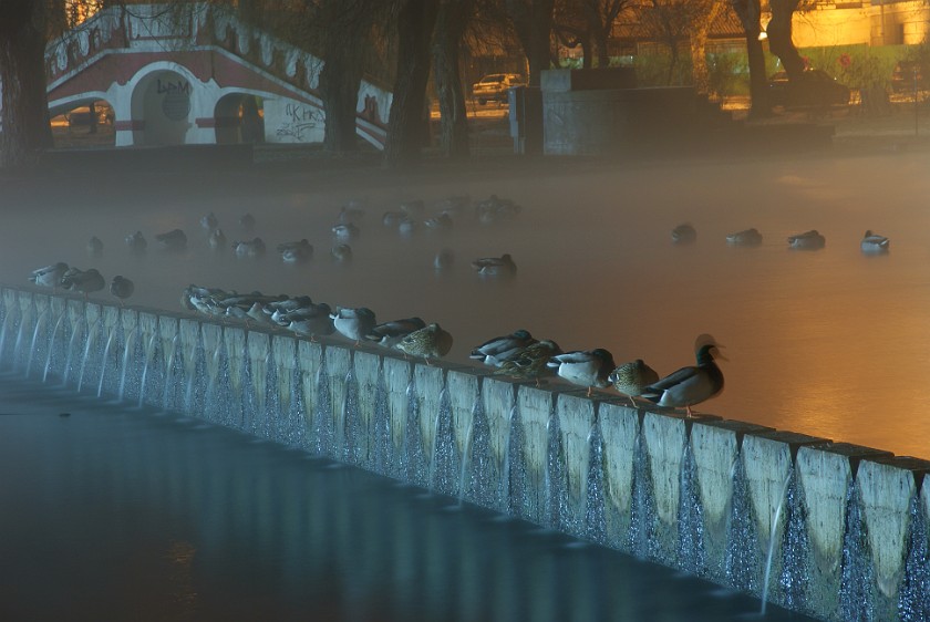 Around Heroes' Square. Ducks on Varósligeti Tó. Budapest. .