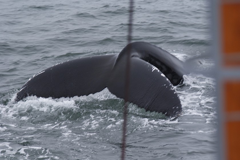 Whale Watching at Húsavík. Humpback whale. Húsavík. .
