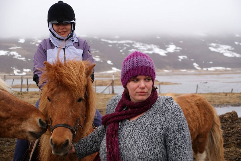 Icelandic Horseriding. Garður horse farm. near Húsavík. .