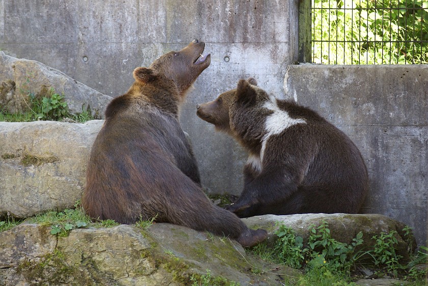 Wilderness Park Zurich. Brown bears. Langnau. .