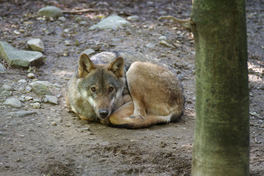 Wilderness Park Zurich. Wolve. Langnau. .