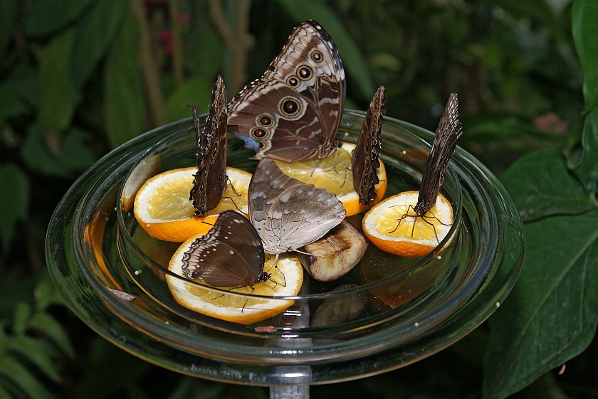 Mainau. Feeding butterflies. Island of Mainau. .