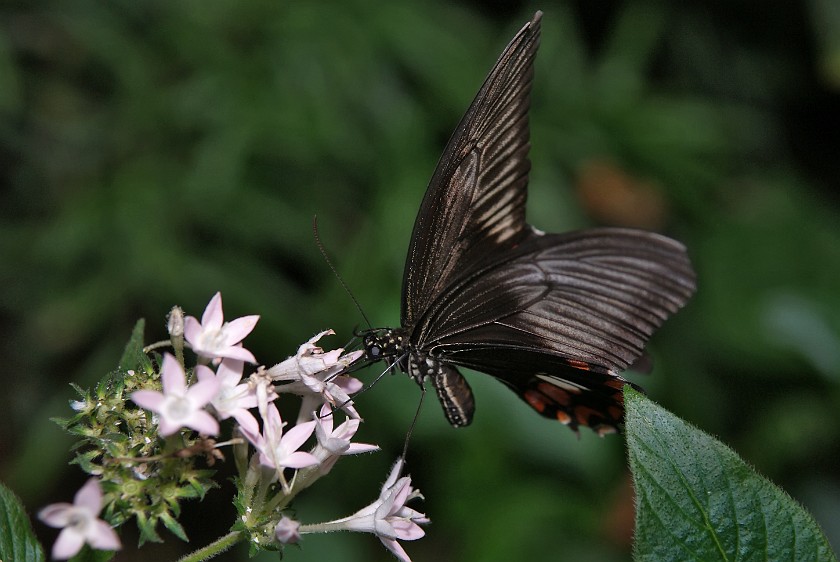 Mainau. Butterfly. Island of Mainau. .
