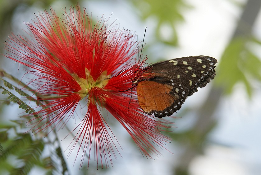 Mainau. Butterfly. Island of Mainau. .
