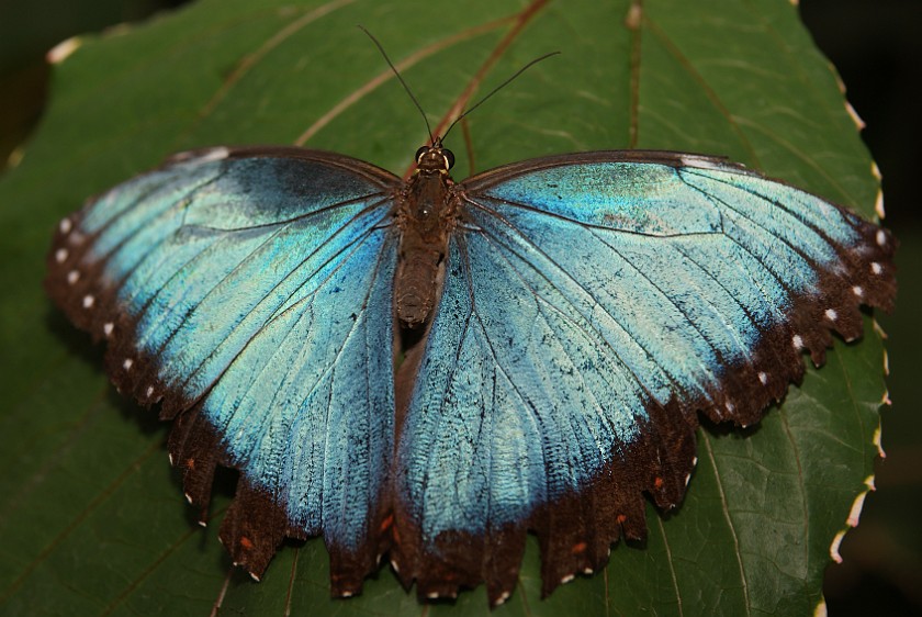 Mainau. Butterfly. Island of Mainau. .