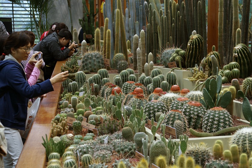 Taipei International Flora Exposition. Cactuses. Taipei. .