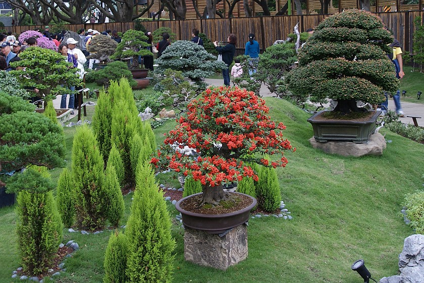 Taipei International Flora Exposition. Bonsai Trees. Taipei. .