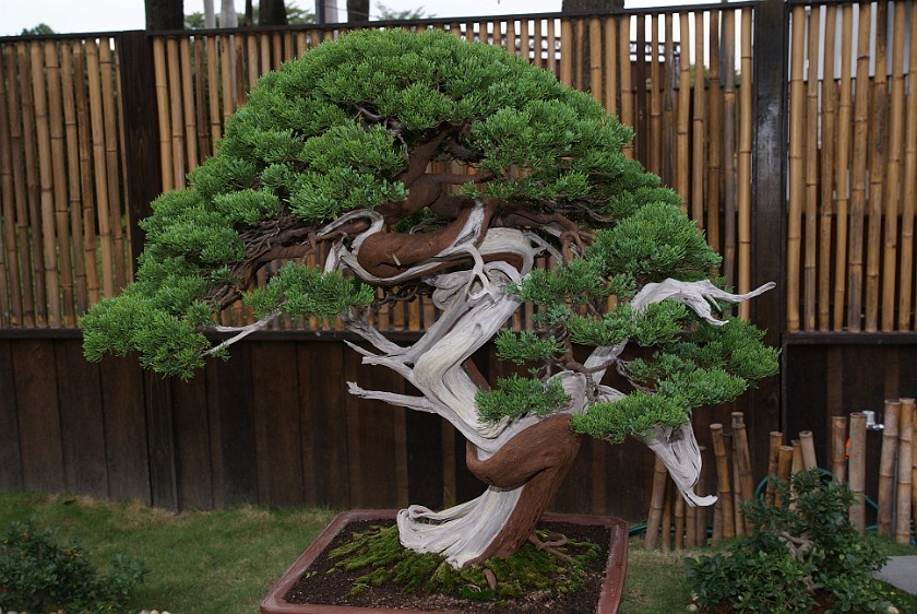 Taipei International Flora Exposition. Bonsai Tree. Taipei. .