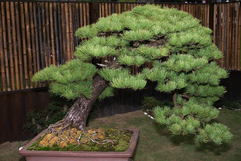 Taipei International Flora Exposition. Bonsai Tree. Taipei. .