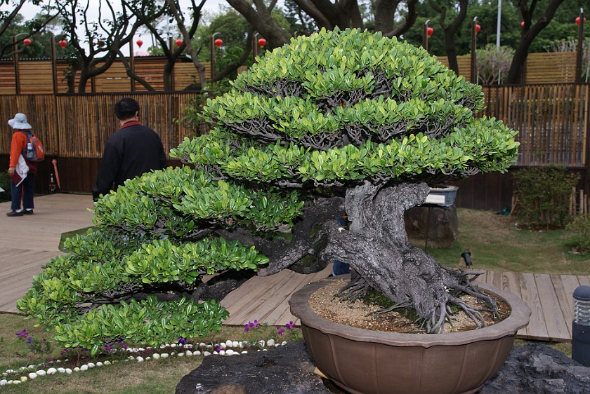 Taipei International Flora Exposition. Bonsai Tree. Taipei. .