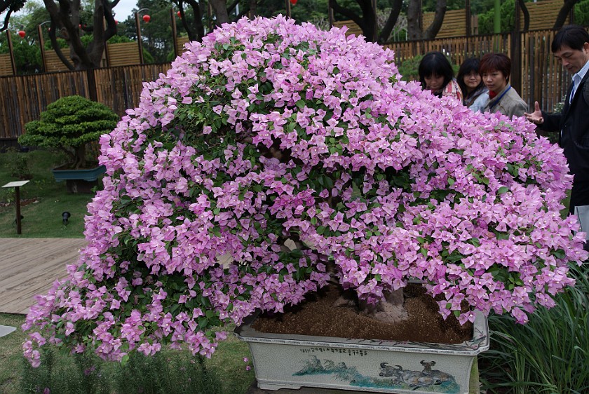 Taipei International Flora Exposition. Bonsai Tree. Taipei. .