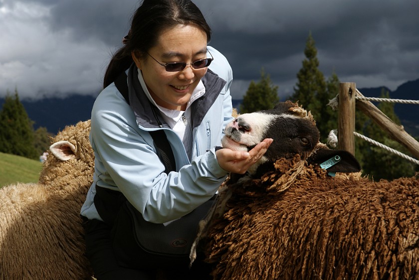 Cingjing Farm. Portrait with Sheep. Renai Township. .