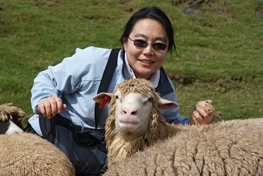 Cingjing Farm. Portrait with Sheep. Renai Township. .