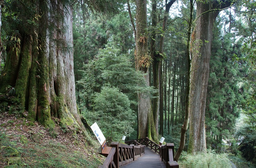 Alishan National Scenic Area. Red Cypress Giant Trees. Alishan National Scenic Area. .