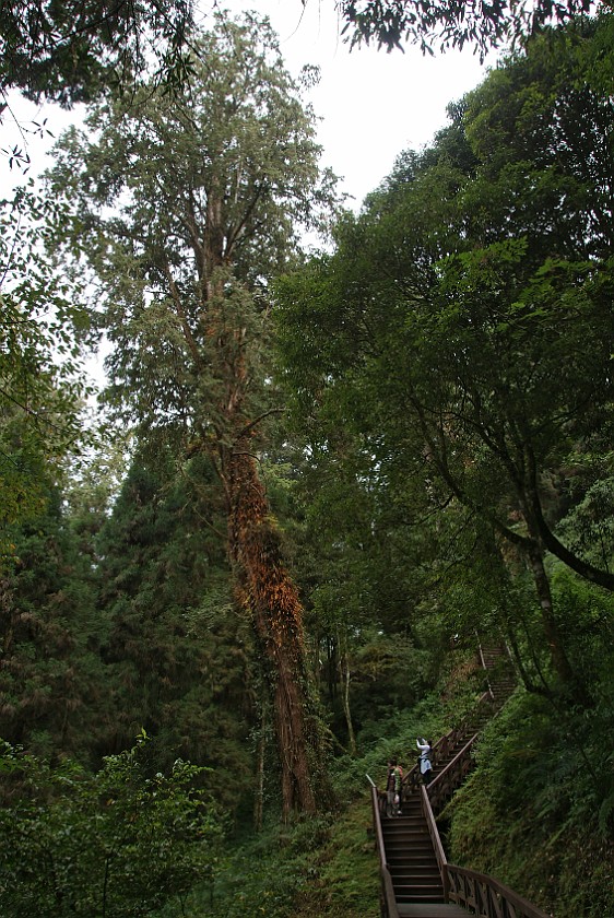 Alishan National Scenic Area. Red Cypress Giant Trees. Alishan National Scenic Area. .