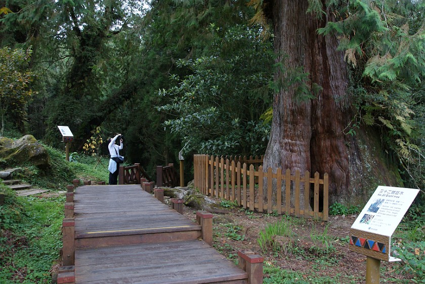 Alishan National Scenic Area. 1100 Years Old Red Cypress Tree. Alishan National Scenic Area. .