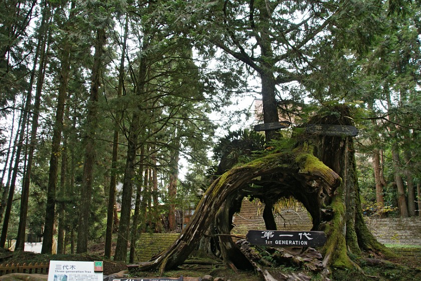 Alishan National Scenic Area. Three Generation Tree. Alishan National Scenic Area. .