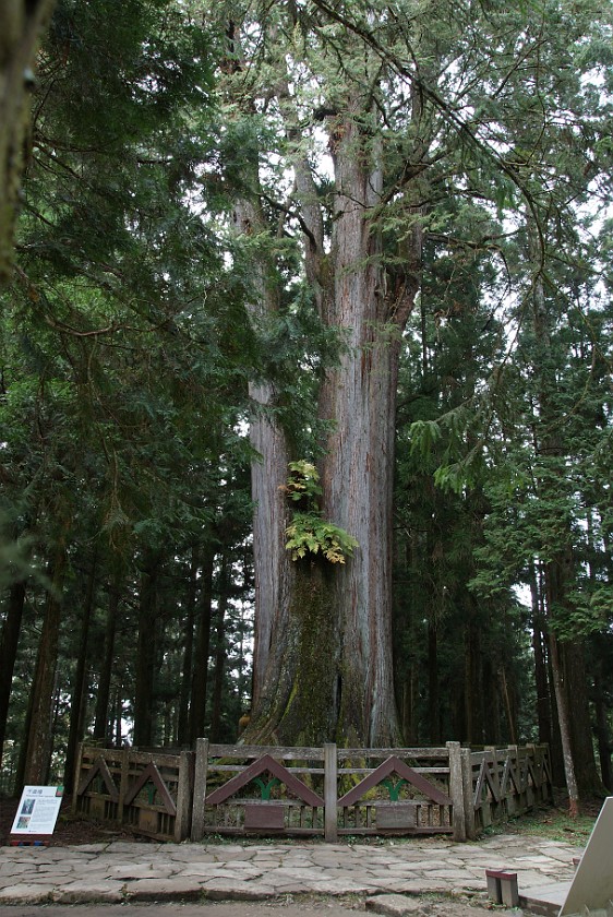 Alishan National Scenic Area. 1000 Years Old Red Cypress Tree. Alishan National Scenic Area. .