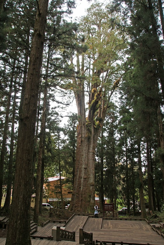 Alishan National Scenic Area. Red Cypress Giant Tree. Alishan National Scenic Area. .