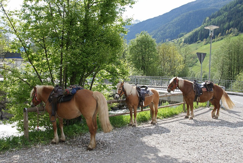 Horseback Riding in the Ahrn Valley. Break. near Luttach. .