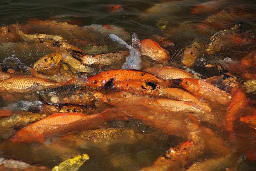 Tang Dynasty Paradise. Fish. Xi'an. .