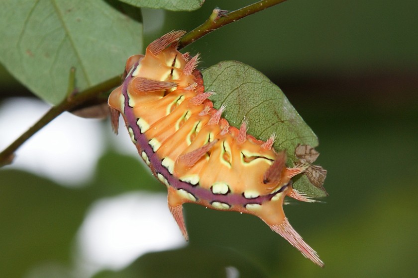 Shanxi Taiping Forest Park. Caterpillar. near Xi'an. .