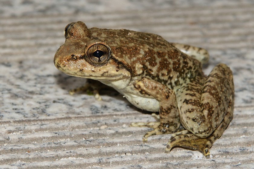 Shanxi Taiping Forest Park. Frog. near Xi'an. .