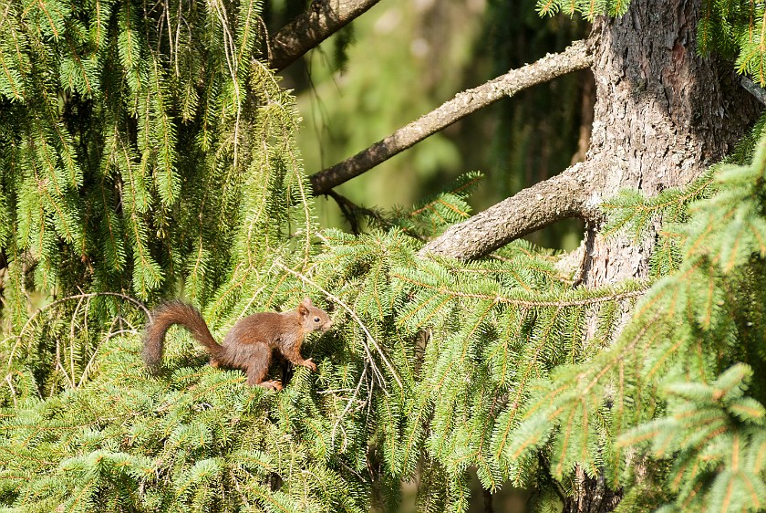 Tree Top Walk at the National Park Center Lusen. Red squirrel in tree. near Neuschönau. .