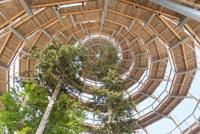 Tree Top Walk at the National Park Center Lusen. View inside the dome to the top. near Neuschönau. .