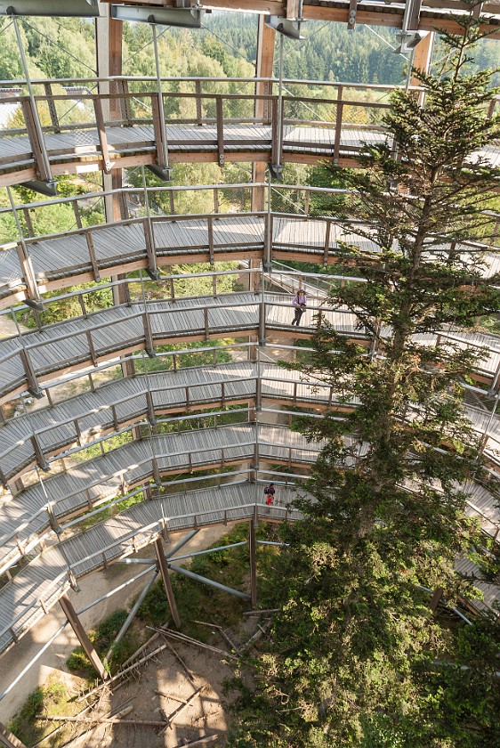 Tree Top Walk at the National Park Center Lusen. Inside the dome with tree. near Neuschönau. .