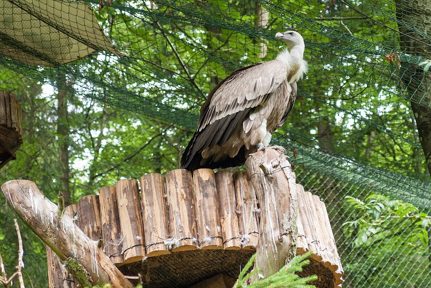 Wildlife Enclosures at the National Park Center Lusen. Vulture. near Neuschönau. .
