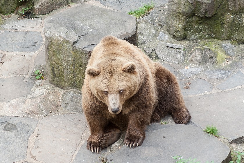 Ceský Krumlov. Brown  bear in the castle moat. Ceský Krumlov. .