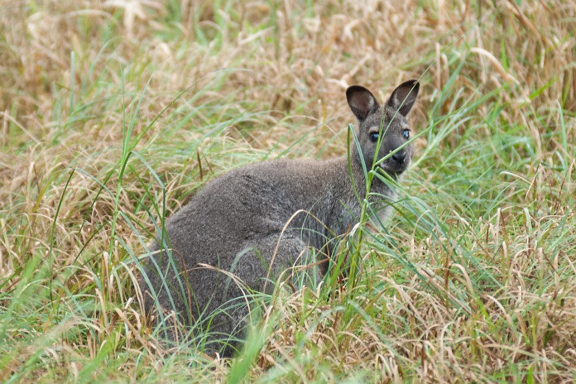 Hallermühle. Wallaby. Lehen. .