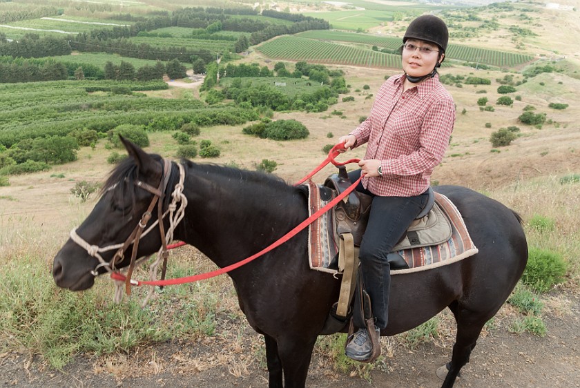 Merom Golan. Horse-back riding around Mt. Bental. Merom Golan. .